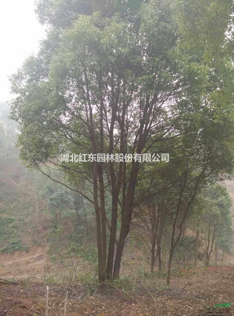 優(yōu)質(zhì)全冠香樟丨優(yōu)質(zhì)移栽香樟