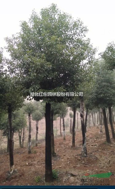 優(yōu)質(zhì)全冠香樟丨優(yōu)質(zhì)移栽香樟