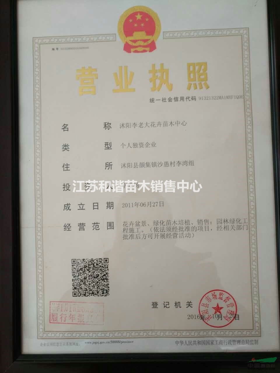 80公分高北京檜最新價(jià)格