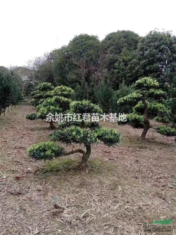 浙江精品羅漢松，造型羅漢松，羅漢松盆景