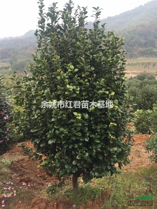 浙江茶花/茶花價格/茶花直銷/茶花基地