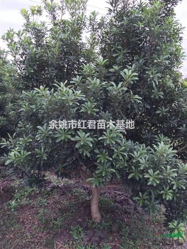 供應大量的楊梅樹/楊梅價格低/綠化樹苗