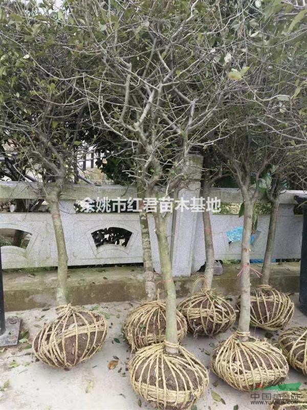供應海棠樹/垂絲海棠/海棠價格