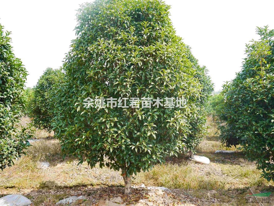 供應(yīng)桂花/四季桂/月月桂/桂花基地