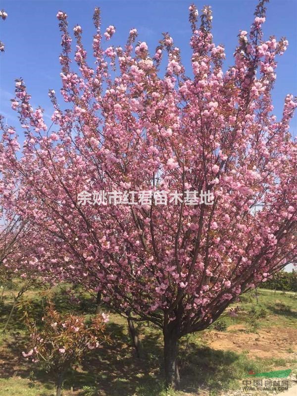 櫻花供應基地丨櫻花報價表/最新價格表