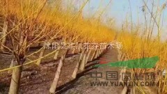 矮嫁接黃金槐價(jià)格