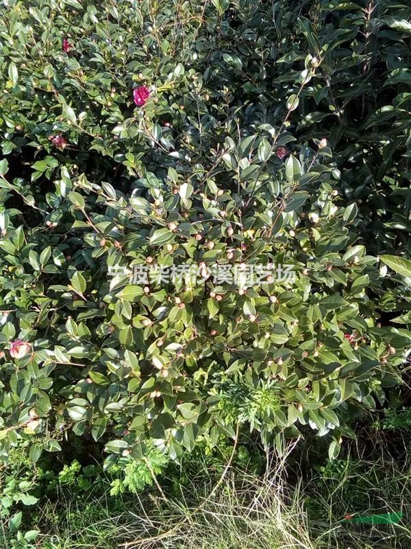 現(xiàn)有一批茶梅球處理。冠幅在６０－８０.