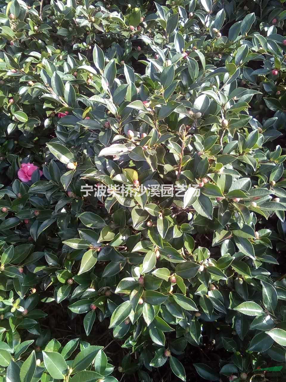 現(xiàn)有一批茶梅球處理。冠幅在６０－８０.