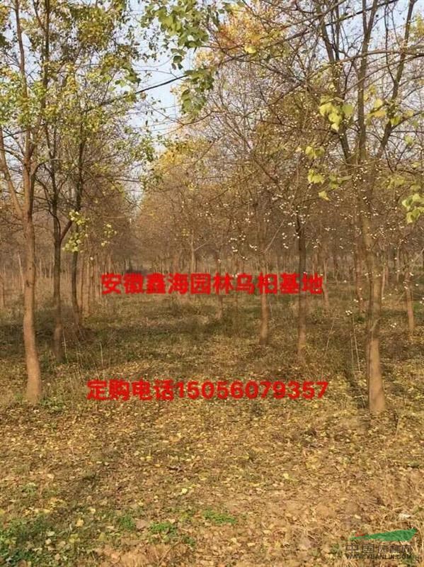 安徽烏桕好供應(yīng)商，供應(yīng)1-30烏桕烏桕大型基地