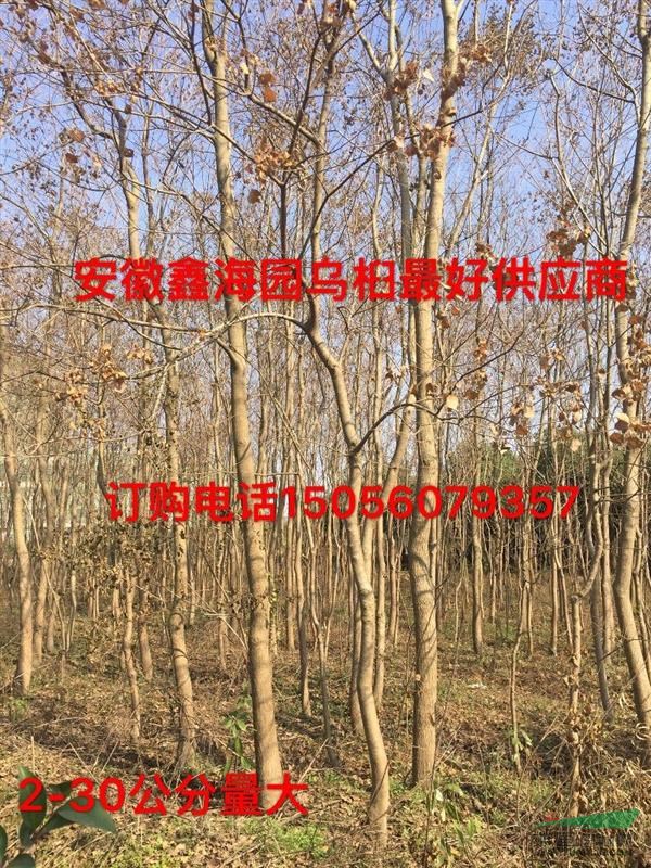 安徽烏桕好供應(yīng)商，供應(yīng)1-30烏桕烏桕大型基地