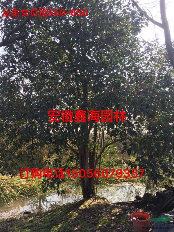 安徽地區(qū)供應(yīng)叢生女貞200-700冠，