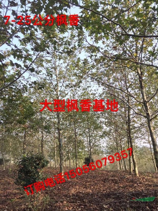 安徽地區(qū)供應(yīng)叢生女貞200-700冠，