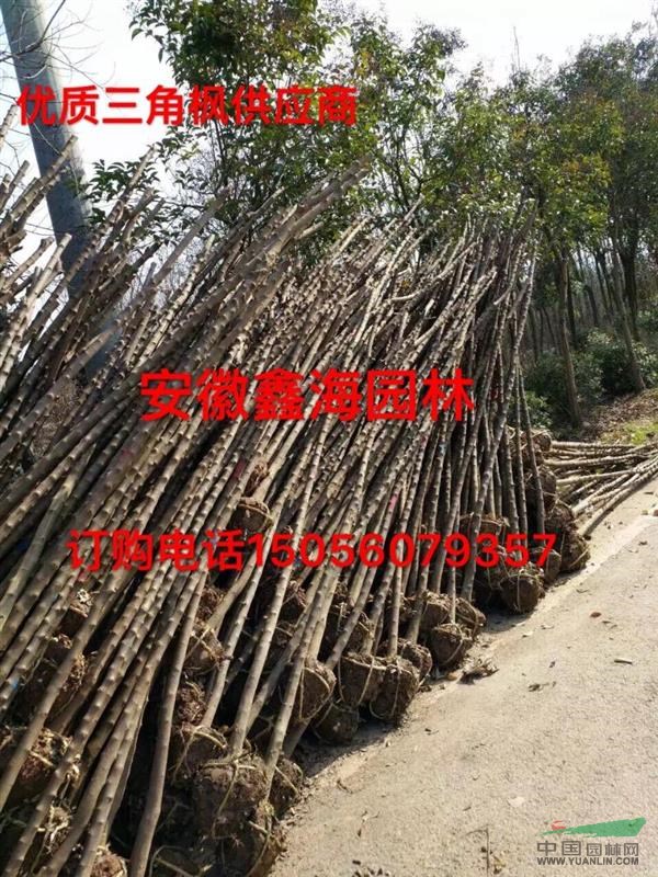 安徽三角楓基地 供應(yīng)1-20公分優(yōu)質(zhì)三角楓 大型三角楓基地