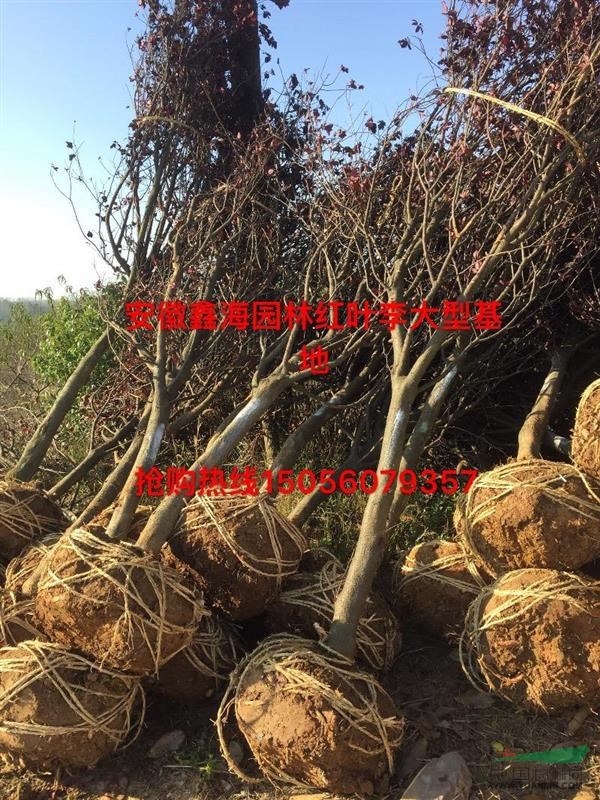 安徽地區(qū)供應(yīng)2-15公分優(yōu)質(zhì)紅葉李，安徽大型紅葉李基地