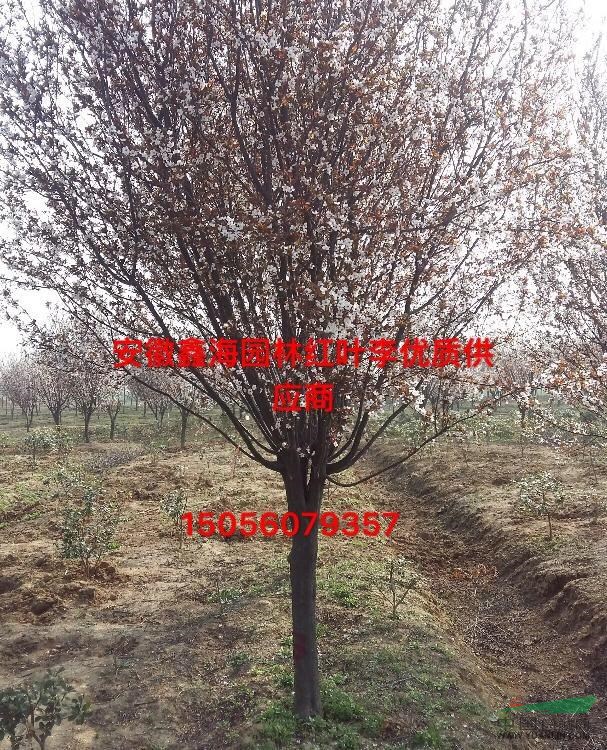 安徽地區(qū)供應(yīng)2-15公分優(yōu)質(zhì)紅葉李，安徽大型紅葉李基地