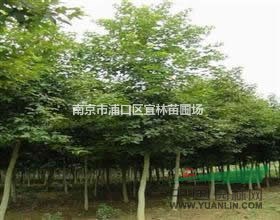 杜英價(jià)格|南京杜英價(jià)格|15-18-20公分杜英價(jià)格