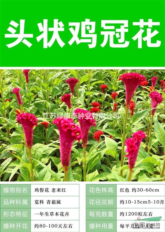 {雞冠花}{雞冠花種子}{進(jìn)口雞冠花種子}