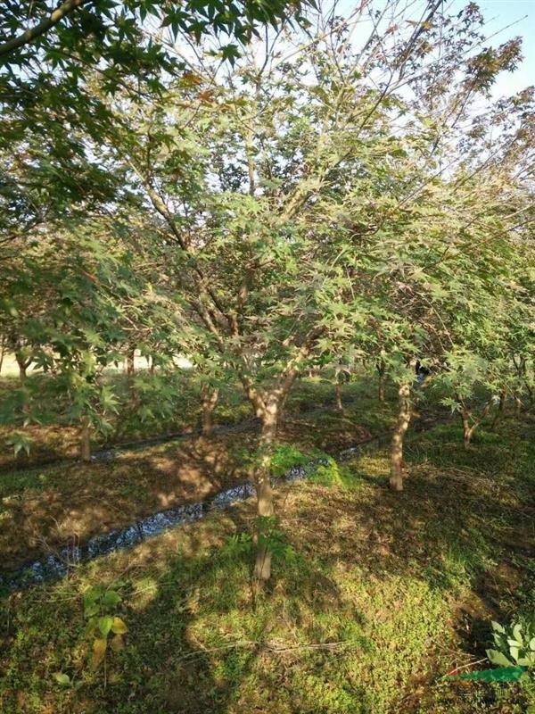 榉树，桂花，无患子，香樟