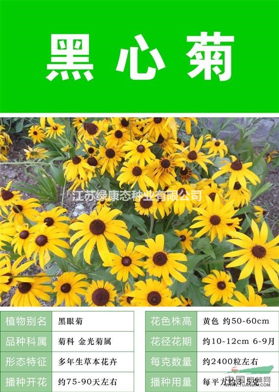 {黑心菊}{黑心菊種子}{進口黑心菊種子}