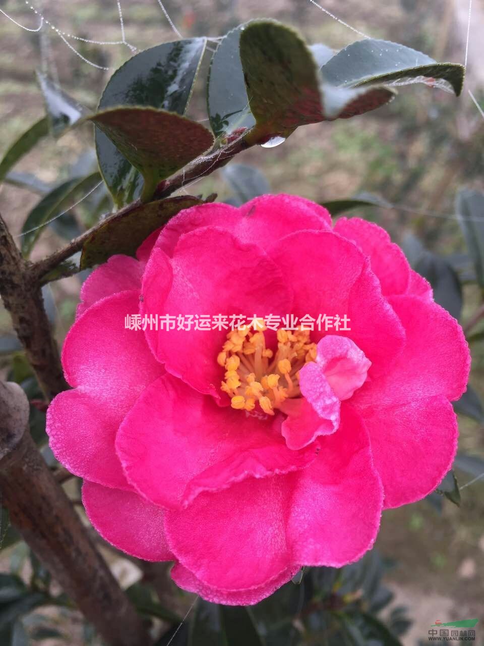 供應(yīng)茶梅樹 花 茶梅 開花 梅花 茶花