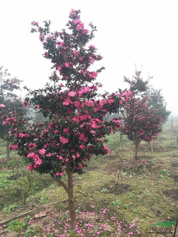 供應(yīng)茶梅樹 花 茶梅 開花 梅花 茶花