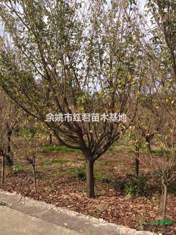 大面積日本櫻花低價(jià)拋售/櫻花批發(fā)/櫻花基地