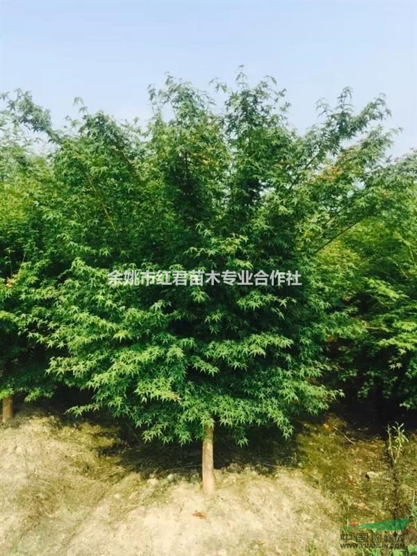 供應雞爪槭/雞爪槭直銷/浙江雞爪槭