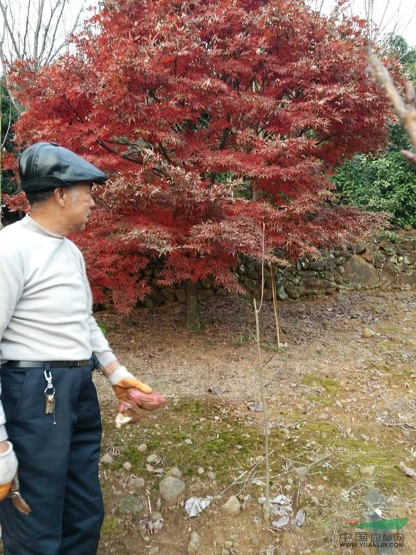 红枫8到20公分
