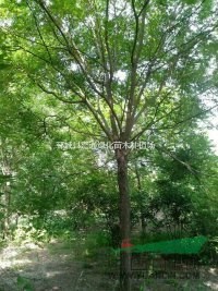 可供應(yīng)安徽13公分國(guó)槐 14公分國(guó)槐價(jià)格