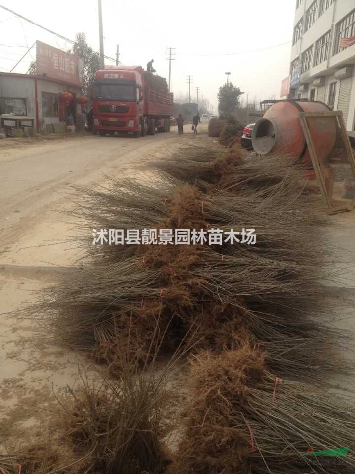 江苏水蜡30-60公分 水蜡耐寒耐旱苗木 水蜡最新价格