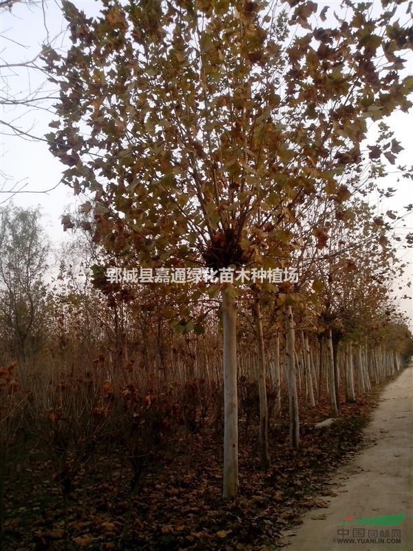 可供應(yīng)陜西法桐 土球全冠 