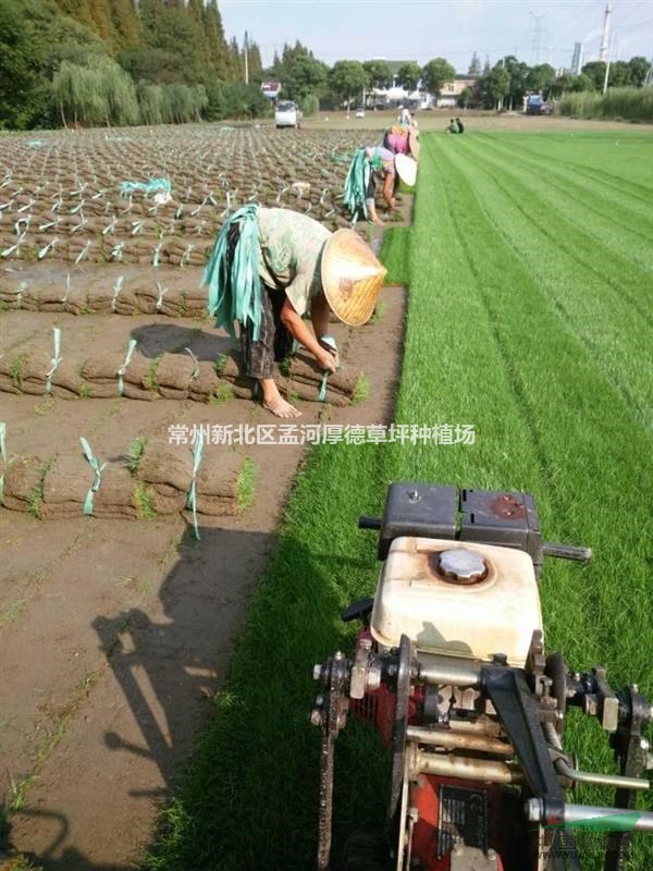 沙培精品混播黑麥草大量供應(yīng)