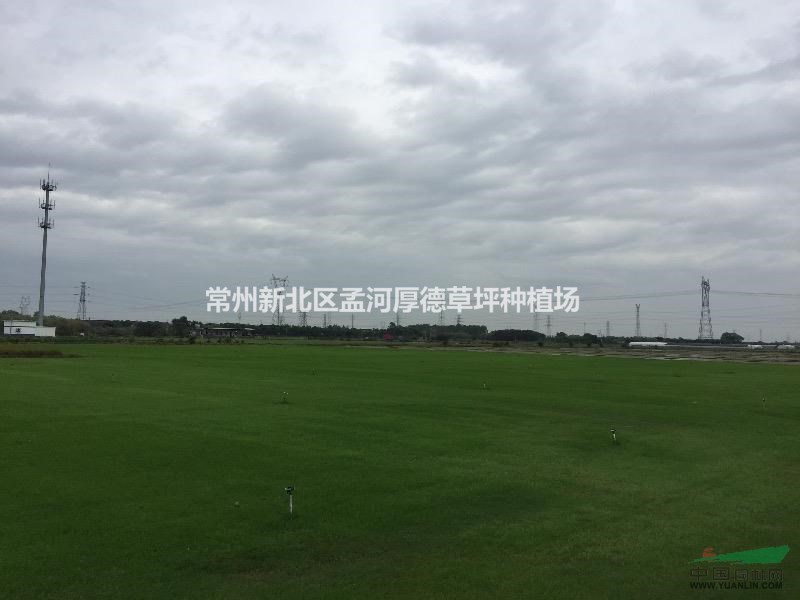 沙培精品混播黑麥草大量供應(yīng)