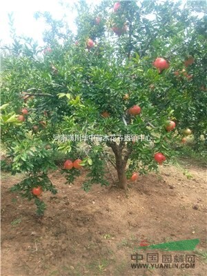 石榴樹出售價格3-20公分石榴樹價格花石榴價格，果石榴樹價格