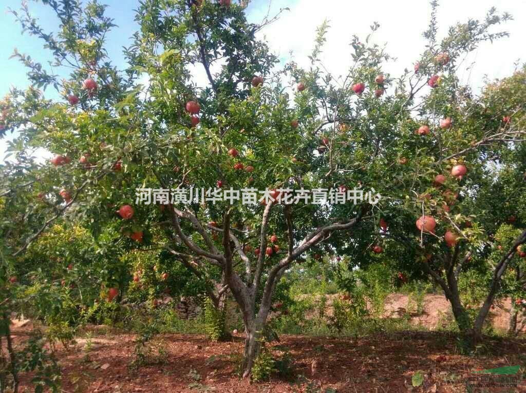 石榴樹出售價格3-20公分石榴樹價格花石榴價格，果石榴樹價格