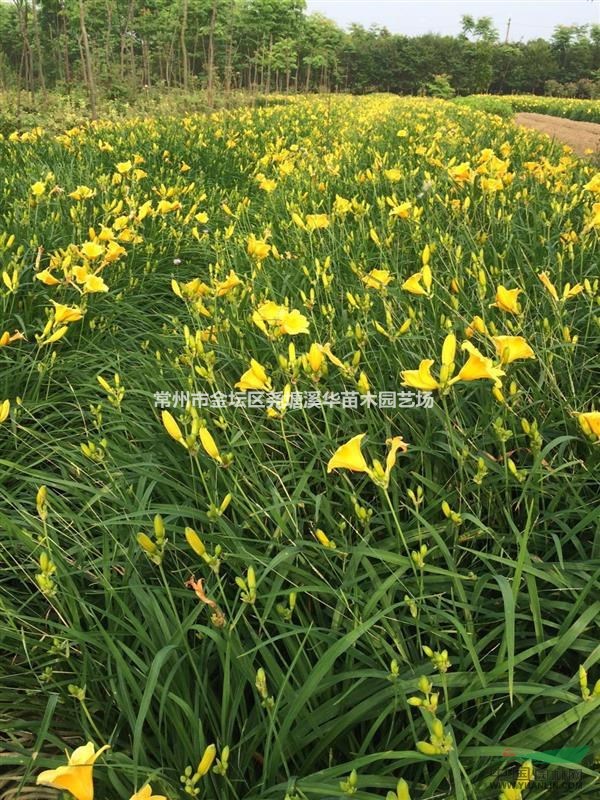 山东绿化苗供应【紫叶小檗，金叶女贞，冬青球，月季】常州苗圃