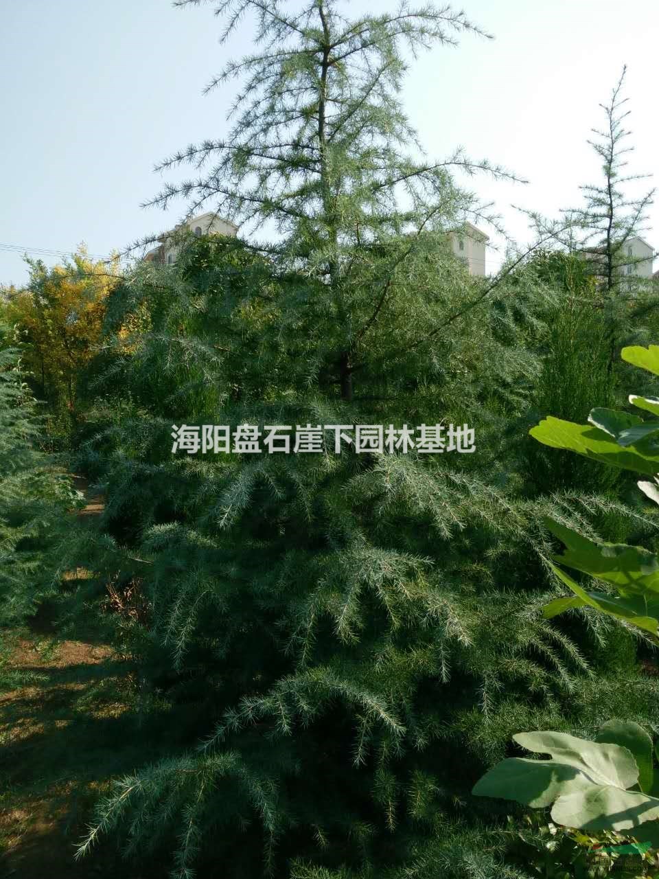 雪松供應(yīng)，雪松苗