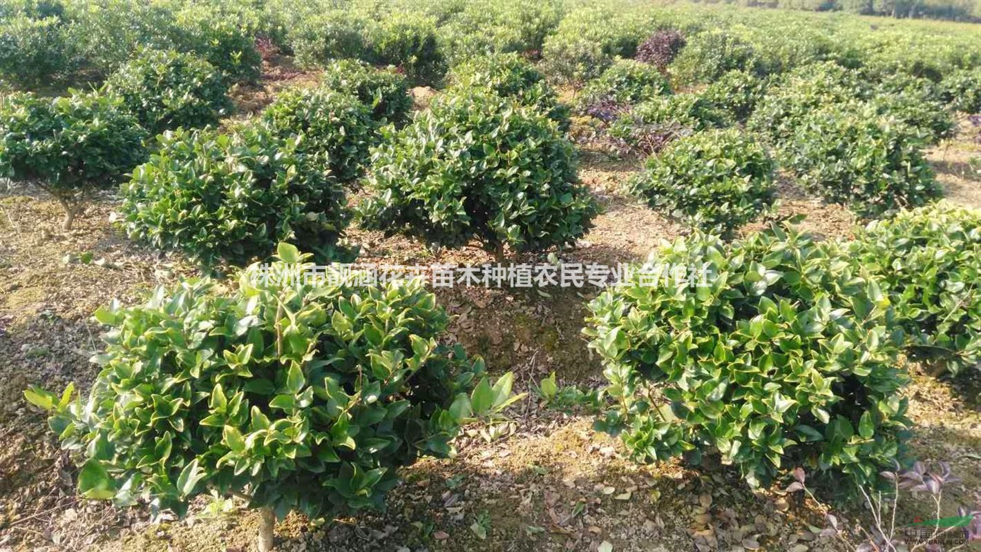 基地直供湖南金森女貞球、精品金森女貞球