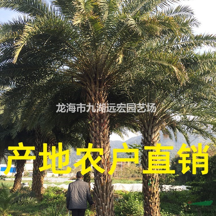 銀海棗 福建大型銀海棗基地農戶直接批發價 物美價廉