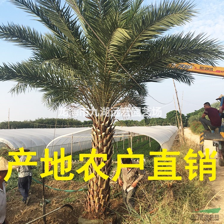 銀海棗 福建大型銀海棗基地農戶直接批發價 物美價廉