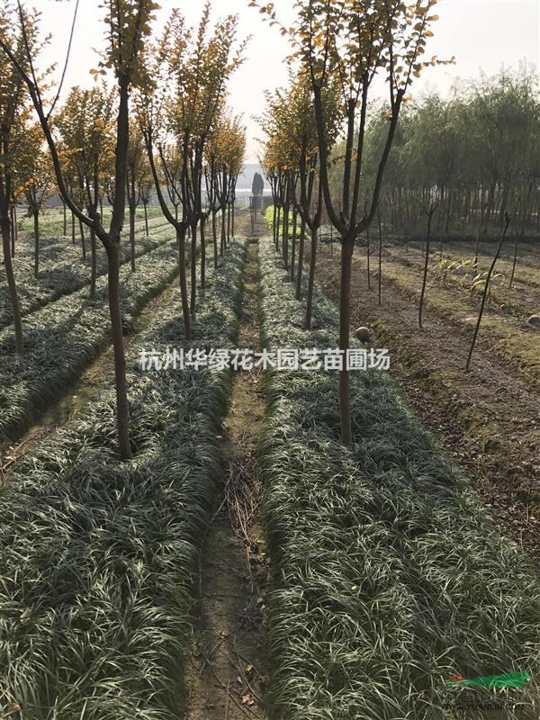 紫薇大量供應