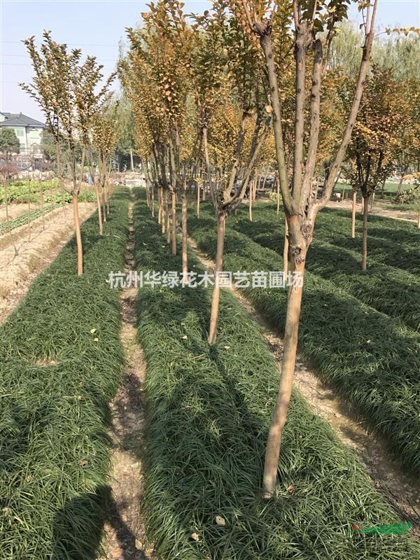 紫薇大量供應