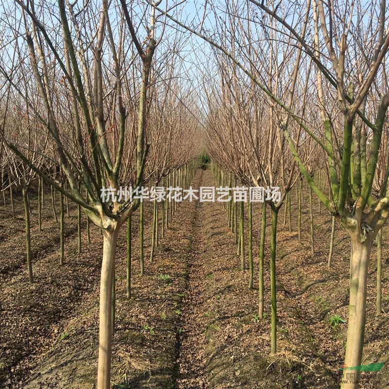 紫薇大量供應