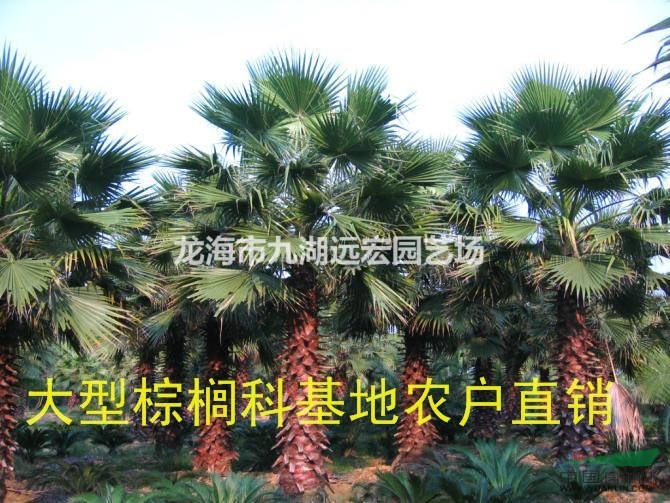 福建老人葵 千畝老人葵產(chǎn)地農(nóng)戶直接報(bào)價(jià) 物美價(jià)廉