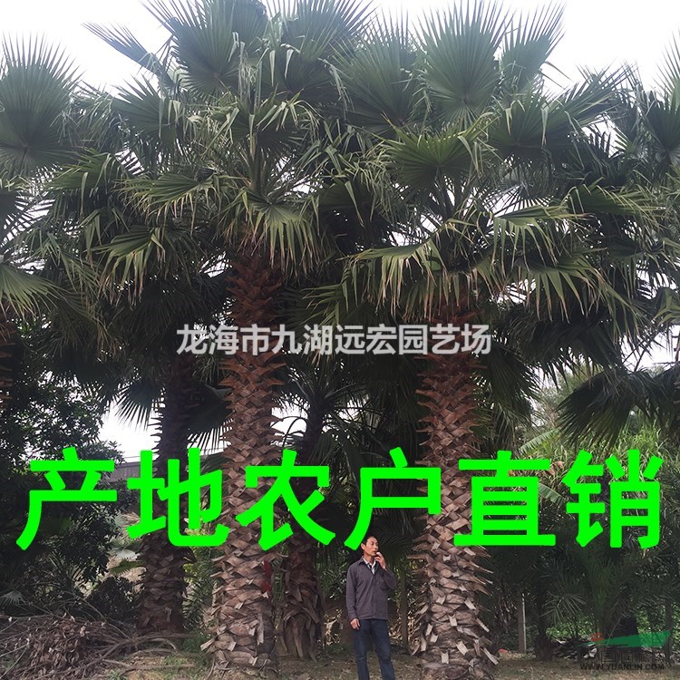 福建老人葵 千畝老人葵產(chǎn)地農(nóng)戶直接報(bào)價(jià) 物美價(jià)廉
