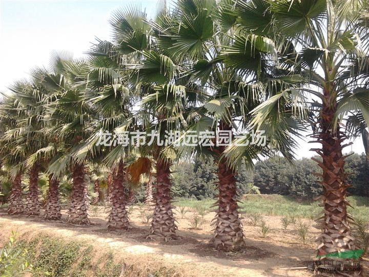 福建老人葵 千畝老人葵產(chǎn)地農(nóng)戶直接報(bào)價(jià) 物美價(jià)廉