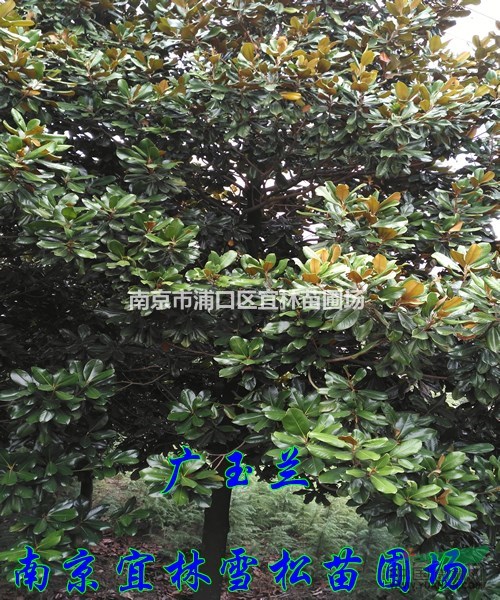 廣玉蘭價(jià)格|米徑3-4-5廣玉蘭價(jià)格|18-25公分廣玉蘭價(jià)