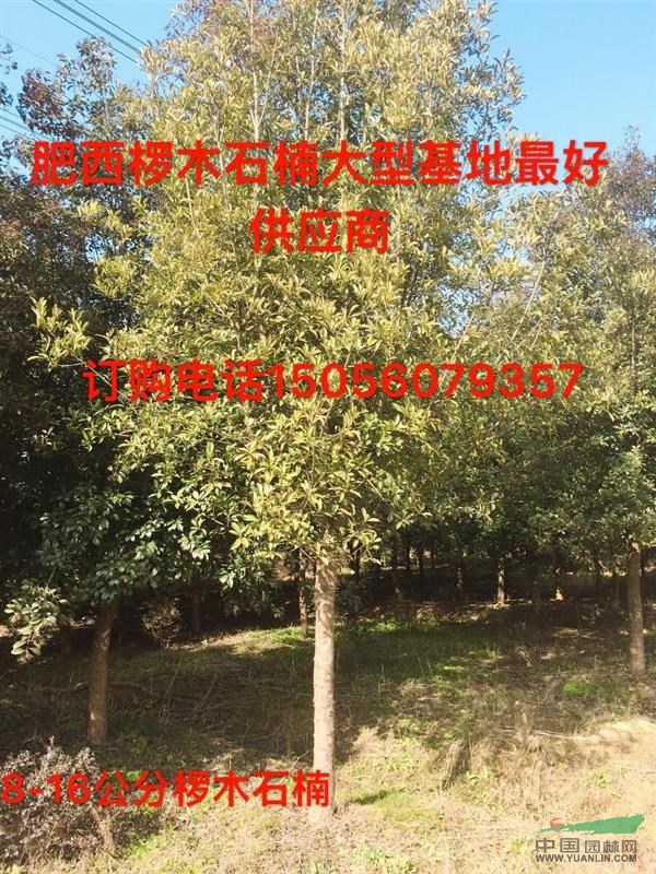 安徽肥西地區(qū)供應(yīng)欏木石楠大型基地優(yōu)質(zhì)供應(yīng)商