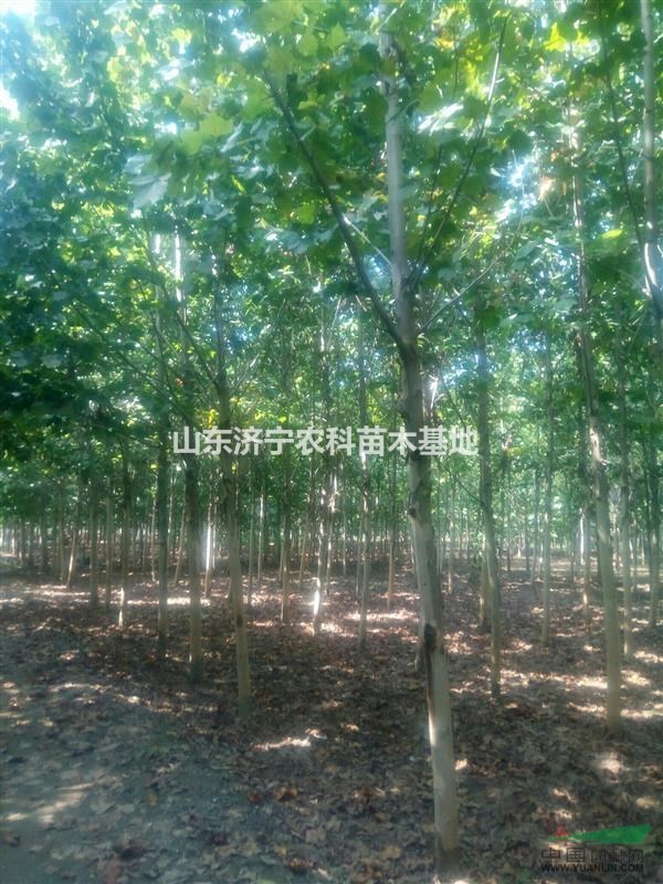 山東濟寧地區(qū)出售速生法桐12公分。