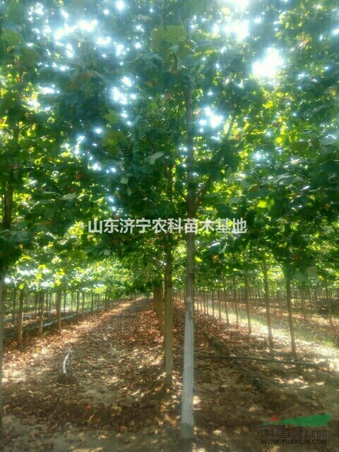 山東濟寧地區(qū)出售速生法桐12公分。